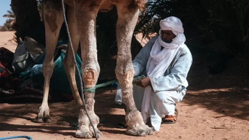 Sahara Caravan Trek from Marrakech: Zahar & Zmila in 8 Days