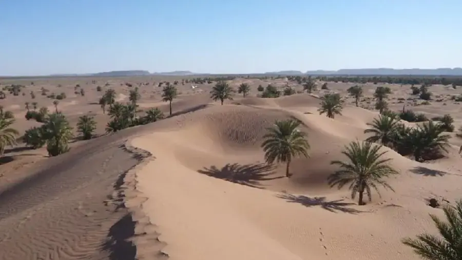 Palmeto della valle del Draa – M'Hamid El Ghizlane