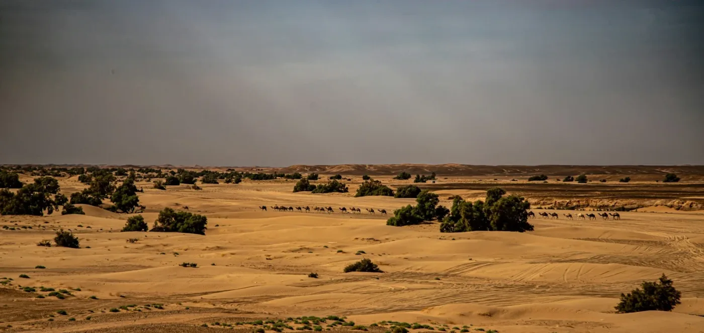 Vereinzelte Bäume in sandiger und steiniger Landschaft bei M’Hamid