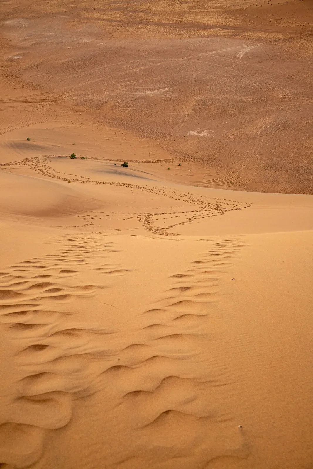 Footprints on Moroccan sand dunes in bright sun