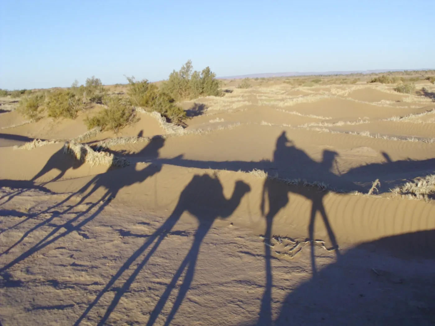 Long shadows of camels and riders on sand near M’Hamid