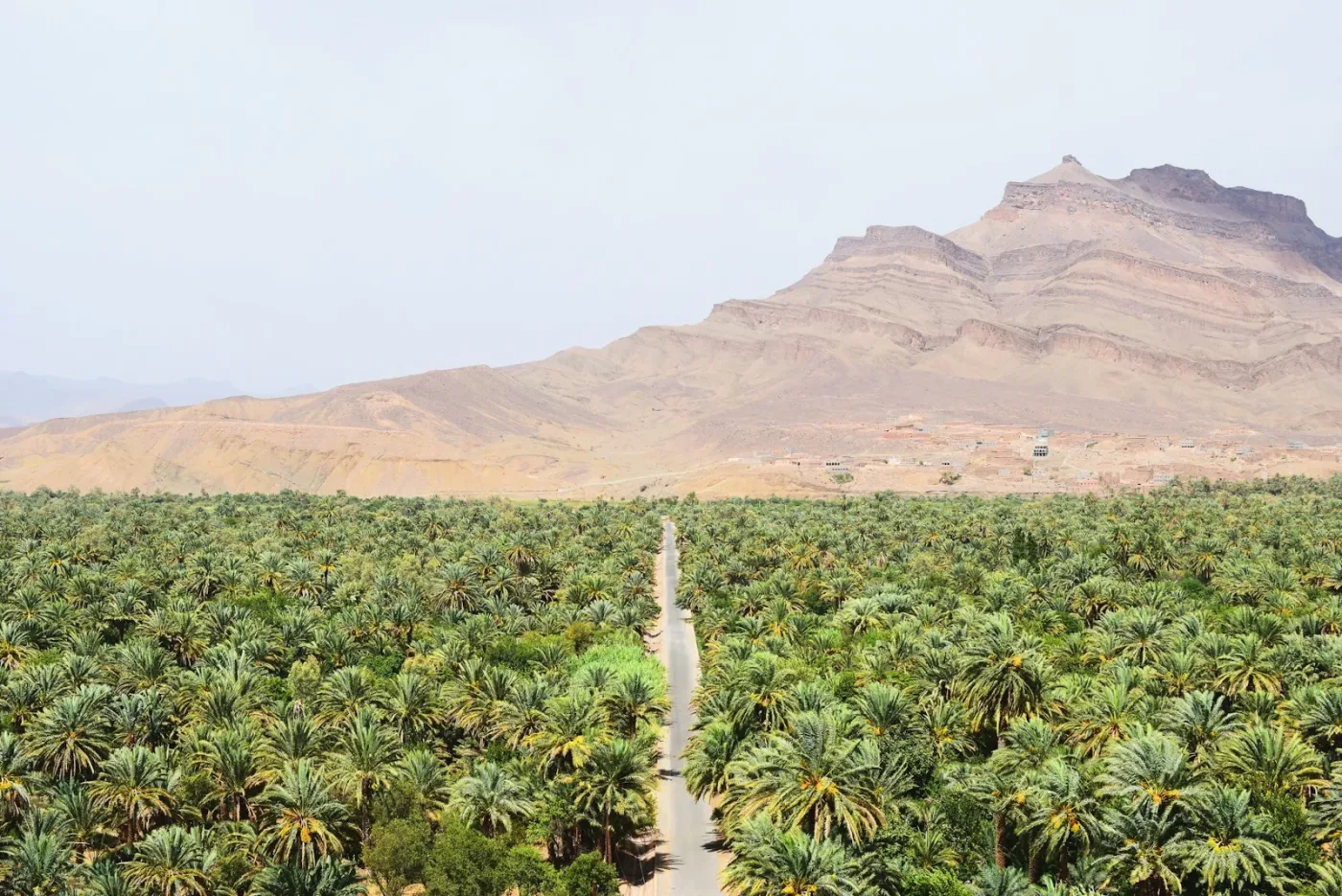 Palmeral del valle del Drâa cerca de Agdz, al sur de Marruecos