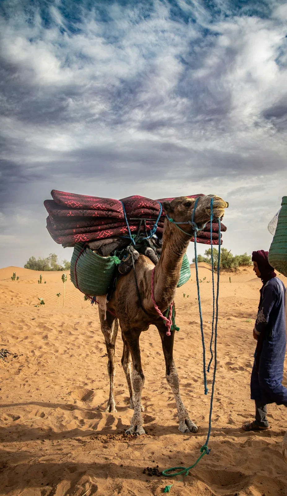 Dromedario cargado junto a su cuidador en el desierto de M’Hamid