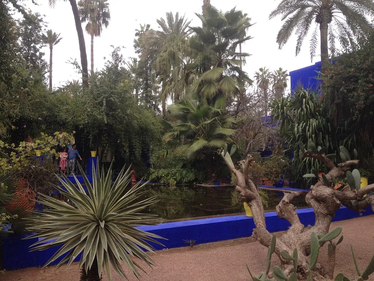 Bassin et végétation du Jardin Majorelle à Marrakech