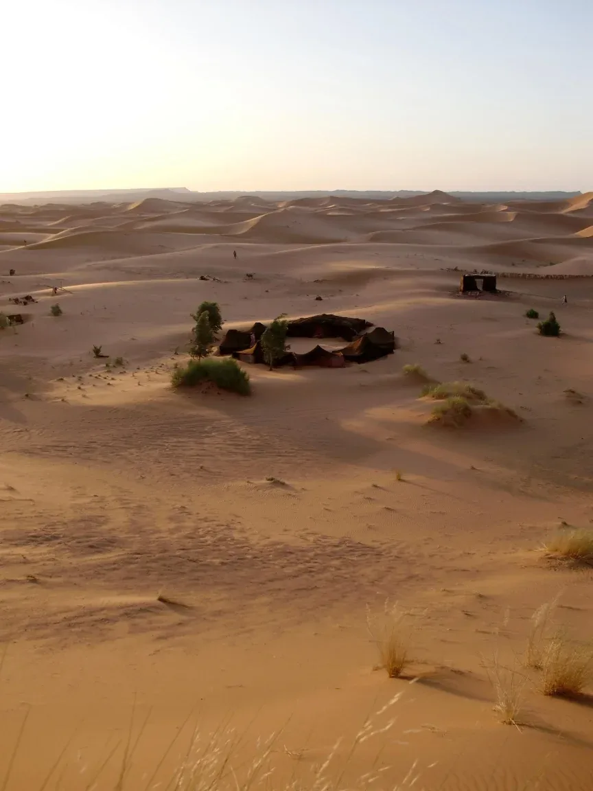 Oasis et végétation clairsemée au sud de M’Hamid