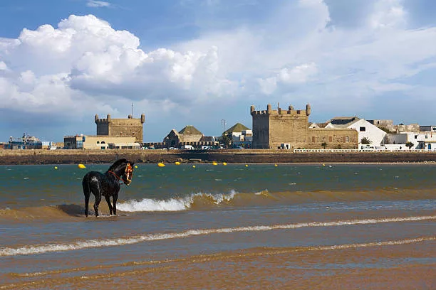 Free Day in Essaouira
