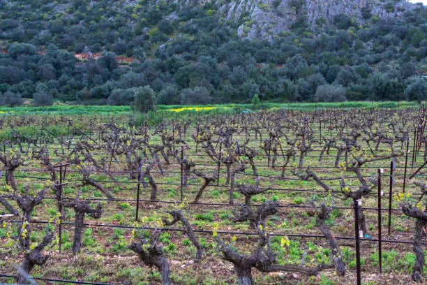 Tour a Winery in the Guerrouane Region