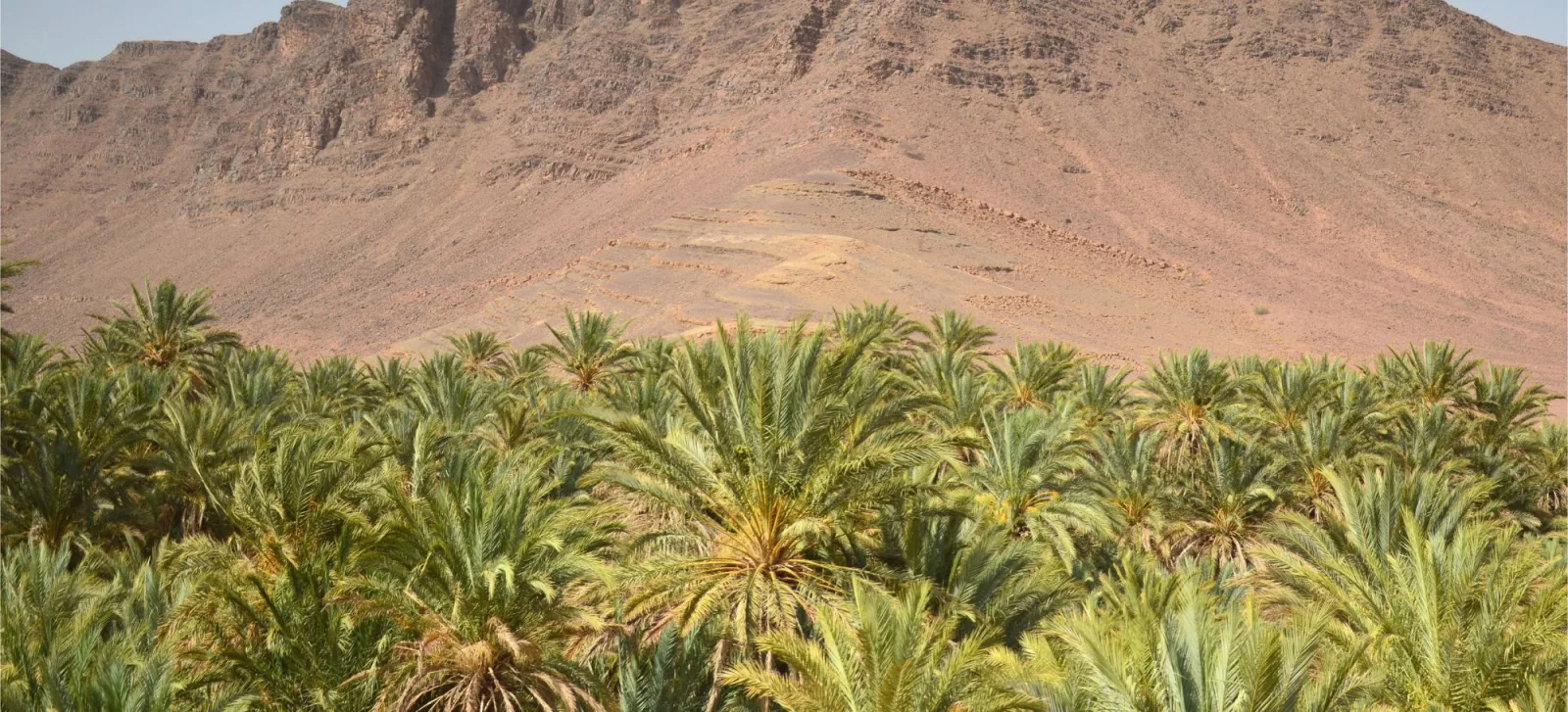 Transfer to Ouarzazate via Draa Valley