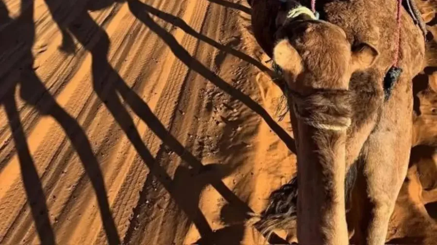 Camel caravan led by a Sahraoui guide near M'Hamid at sunset