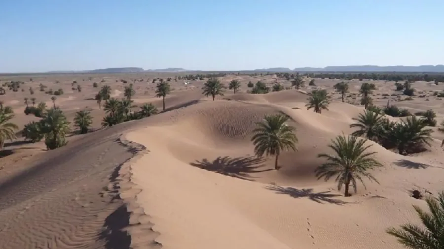 Date palms and cultivated oasis gardens near M'Hamid