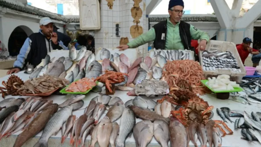 Frischen Atlantikfisch probieren – Essaouira