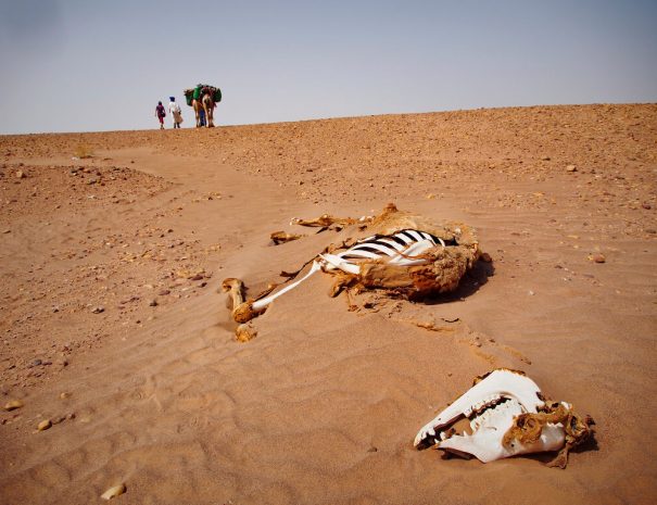 animals bones in in sidi naji dunes